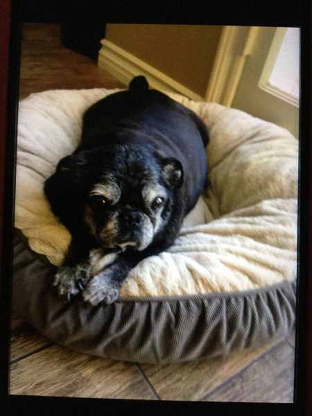 /Images/uploads/PUG NATION RESCUE OF LOS ANGELES/2019pugcalendar/entries/8504thumb.jpg